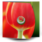 2011 25 CENT TULIP WITH LADYBUG COLOURED COIN