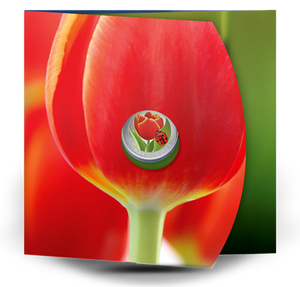 2011 25 CENT TULIP WITH LADYBUG COLOURED COIN