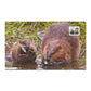 2014 1oz $20 THE BEAVER - STAMP AND COIN SET