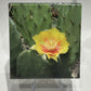 [AUCTION ONLY] 2013 25-CENT MAGNIFIED BEAUTY: THE EASTERN PRICKLY PEAR CACTUS COLOURED COIN
