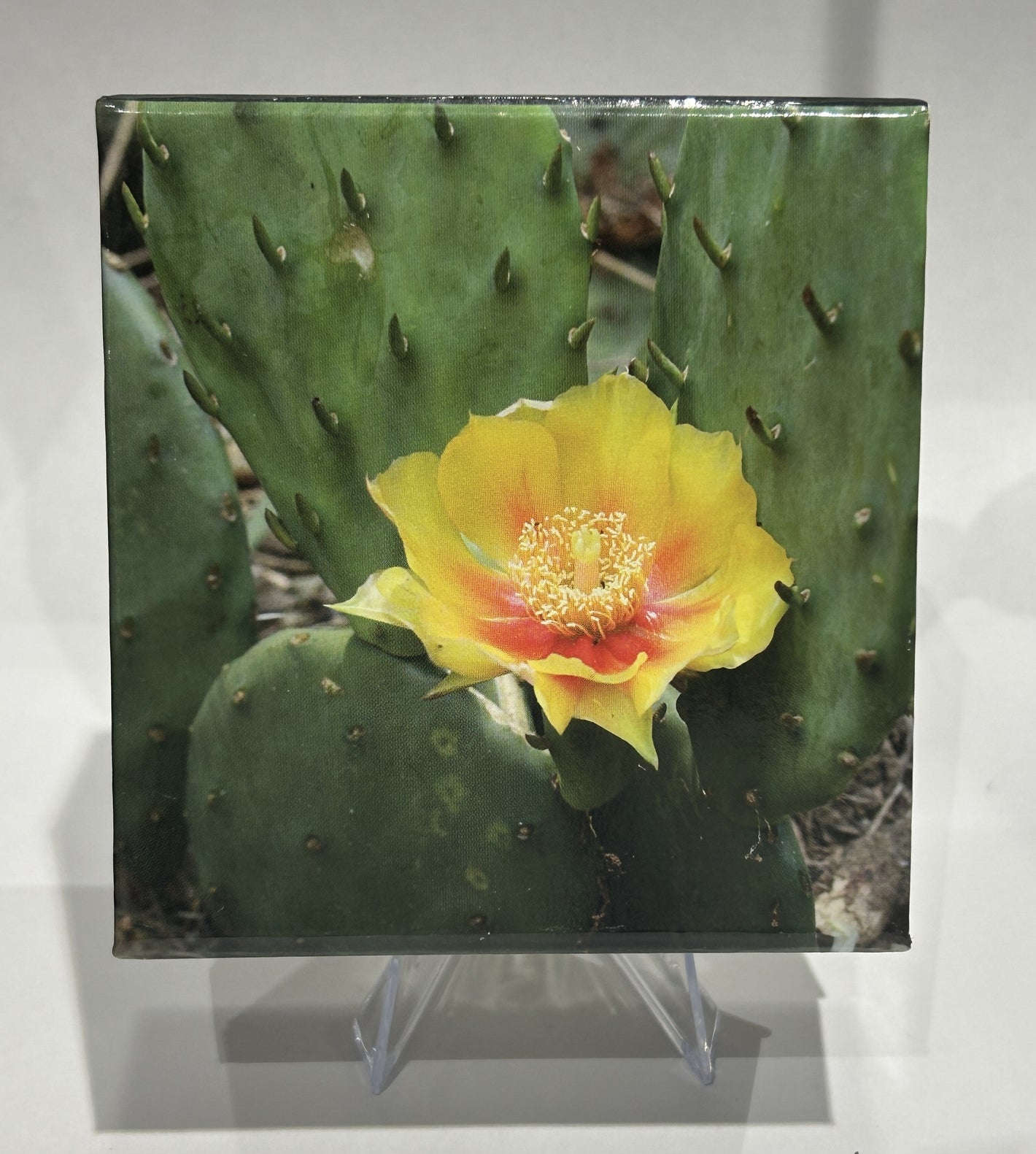 [AUCTION ONLY] 2013 25-CENT MAGNIFIED BEAUTY: THE EASTERN PRICKLY PEAR CACTUS COLOURED COIN