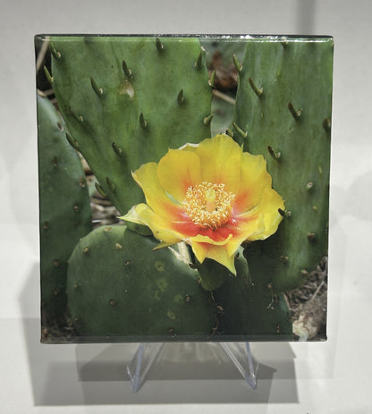 [AUCTION ONLY] 2013 25-CENT MAGNIFIED BEAUTY: THE EASTERN PRICKLY PEAR CACTUS COLOURED COIN